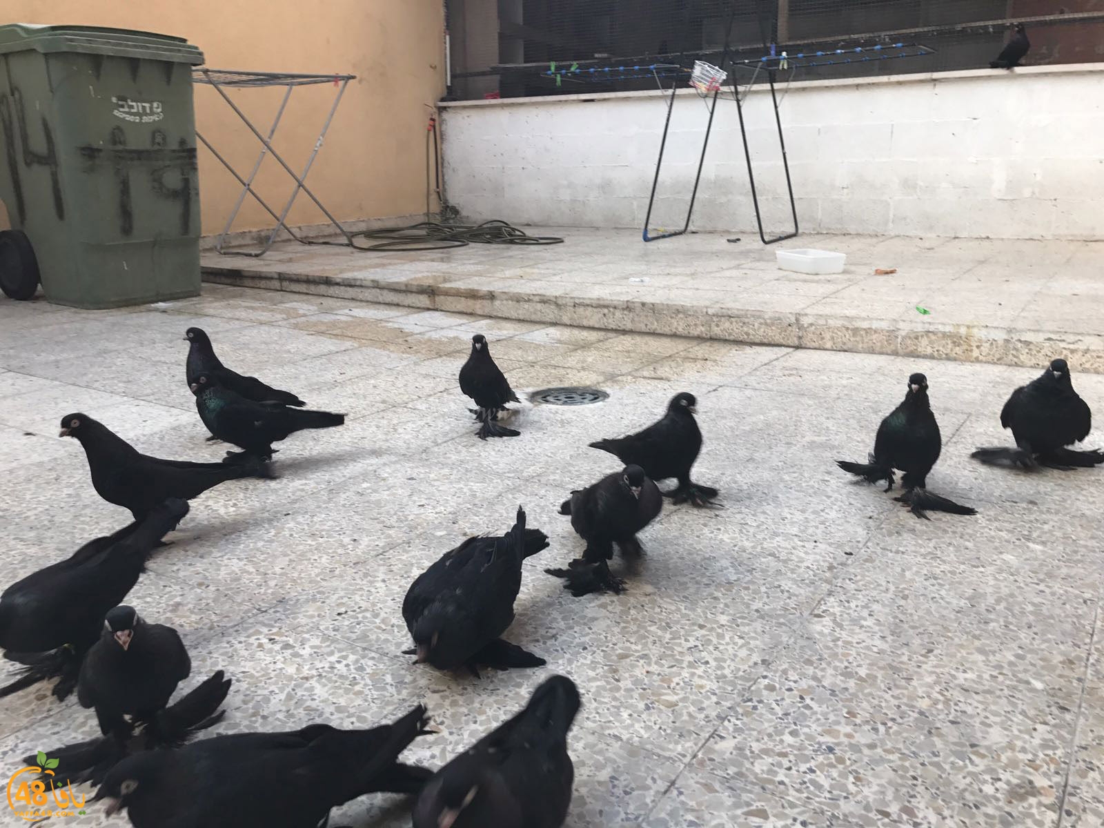 zohdi 3ashoor 7amam (7).jpg